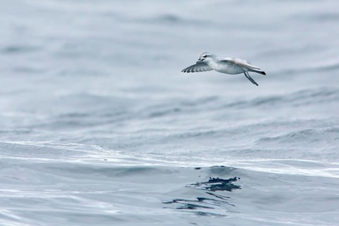 Fairy Prion (Pachyptila turtur) flying, Victoria, Australia