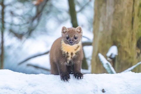 European pine marten (Martes martes) standing in the snow in winter, National Park Bavarian Forest,