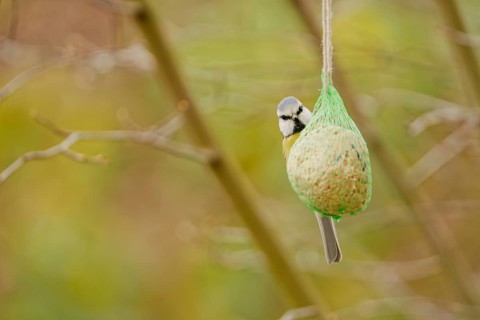 Blue tit (Cyanistes caeruleus) feeding on suet ball hanging in garden during autumn, soft natural