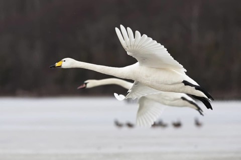 Whooper Swan & Mute Swan (Cygnus cygnus & Cygnus olor) flying, Mecklenburg-Western Pomerania,