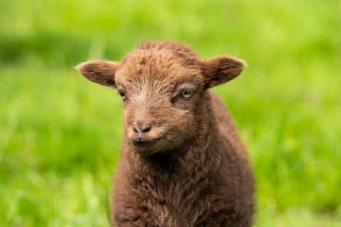 Brown lamb, Ouessant sheep (Breton dwarf sheep), portrait. Grazing. Germany