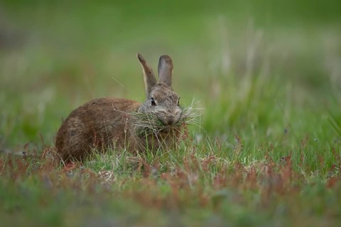 Rabbit (Oryctolagus cuniculus) wild adult animal collecting grass for nesting material for its