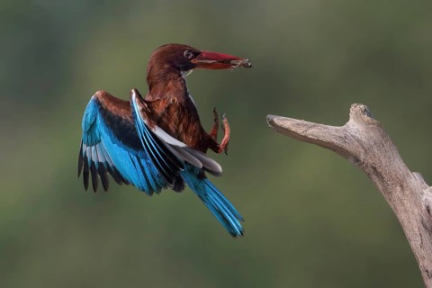 White-throated Kingfisher (Halcyon smyrnensis) landing on a branch with frog prey in beak, Malaysia