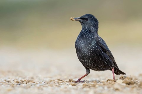 Spotless Starling - Einfarbstar - Sturnus unicolor, Spain, 1st Winter