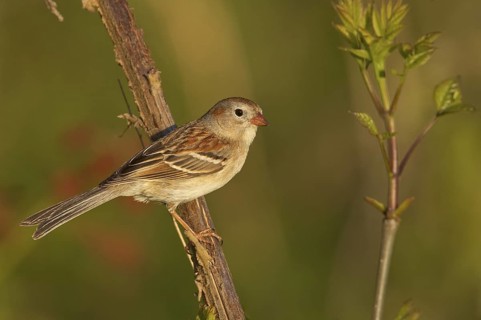 Field Sparrow (Spizella pusilla), Ohio, USA