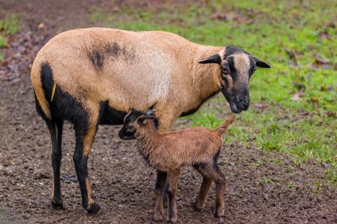 A female Cameroon or Cameroon Dwarf sheep, Ovis gmelini aries, suckling her lamb in a forest