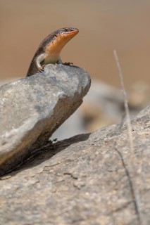 Short-necked skink, lizard, Sudan Mabuya, (Trachylepis brevicollis), Sudan Mabuya, lizard, reptile,