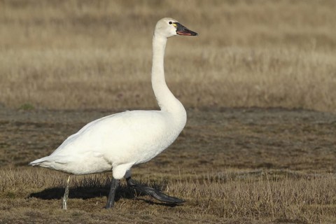 Tundra Swan (Cygnus columbianus), Alaska, USA