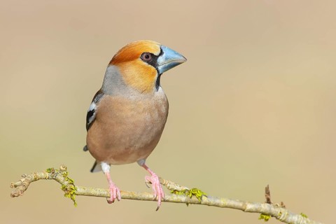 Hawfinch (Coccothraustes coccothraustes), male, with grey-blue beak, sitting on a branch overgrown