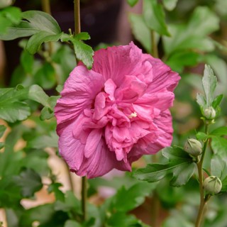 Garden marshmallow (Hibiscus syriacus MAGENTA CHIFFON), Stolwijk Nursery, Netherlands