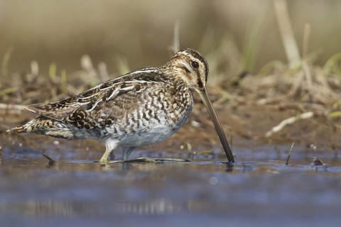 Wilson's Snipe (Gallinago delicata), Manitoba, Canada