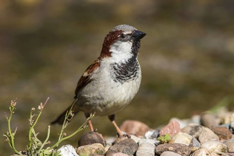 House Sparrow (Passer domesticus) male, Mecklenburg-Western, Pomerania, Germany