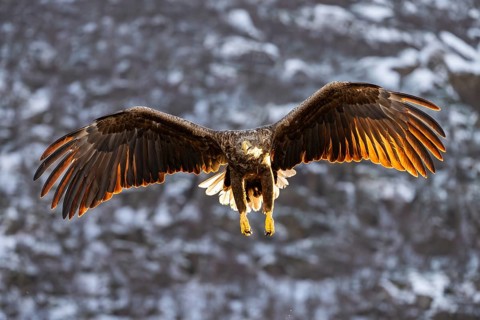 White-tailed eagle (Haliaeetus albicilla), in flight, Lofoten, Norway
