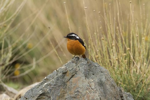 Moussier's Redstart (Phoenicurus moussieri) male, Morocco