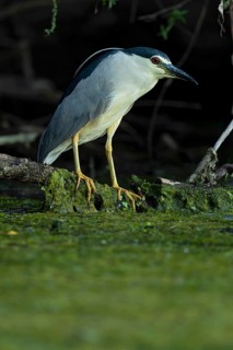 Black-crowned Night Heron (Nycticorax nycticorax), Baden-Wuerttemberg, Germany
