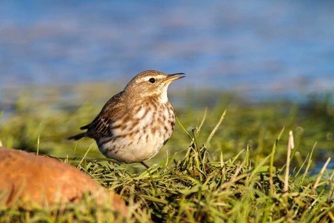 Water Pipit (Anthus spinoletta), Castile-La Mancha, Spain