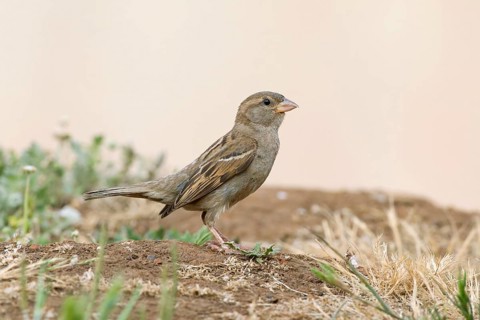 House Sparrow (Passer domesticus) female, Victoria, Australia