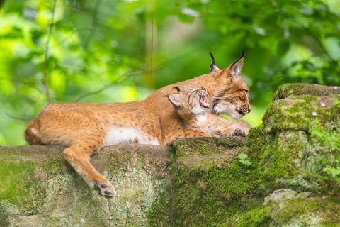 Eurasian lynx (Lynx lynx) mother with her youngsters (cubs) in a forest, Bavaria, Germany