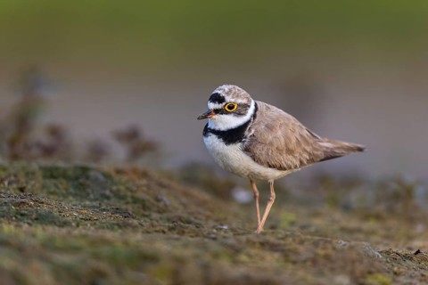 Little Ringed Plover (Charadrius dubius), North Rhine-Westphalia, Germany