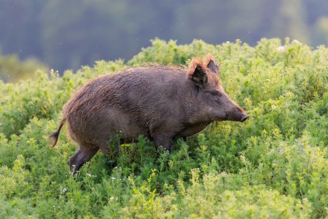 A wild boar (Sus scrofa) runs across a field of wild chamomile (Matricaria chamomilla). Bavaria,