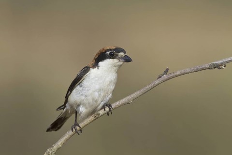 Woodchat Shrike (Lanius senator) female, Portugal