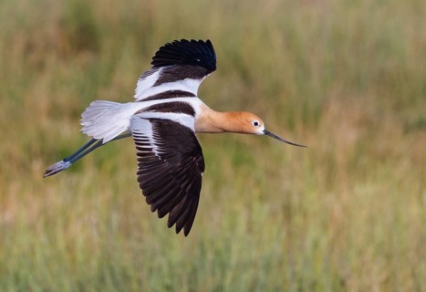 American Avocet (Recurvirostra americana) flying, Alberta, Canada