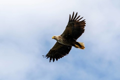 White-Tailed Eagle (Haliaeetus albicilla), flying, Isle of Mull, Scotland, United Kingdom