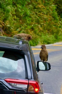 Kea (Nestor notabilis), two birds sitting on a car next to a mountain road surrounded by lush