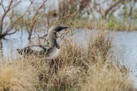 Pacific Loon (Gavia pacifica) on a nest in Churchill, Manitoba, Canada