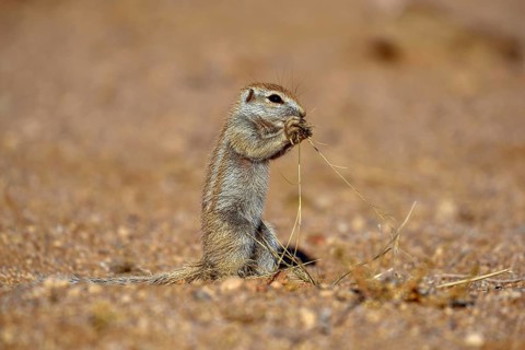 Mountain ground squirrel (Xerus princeps), feeding, Khomas region, Namibia