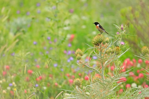European Stonechat (Saxicola rubicola) male perched in a meadow, Andalusia, Spain
