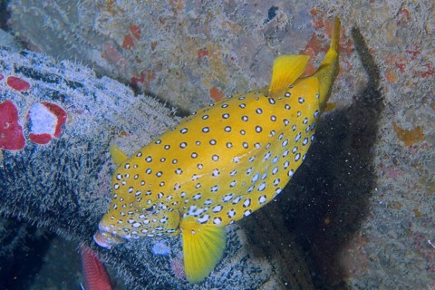 Yellow boxfish (Ostracion cubicus)