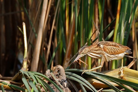Little Bittern (Ixobrychus minutus), young bird, Middle Elbe Biosphere Reserve, Dessau-Roßlau,