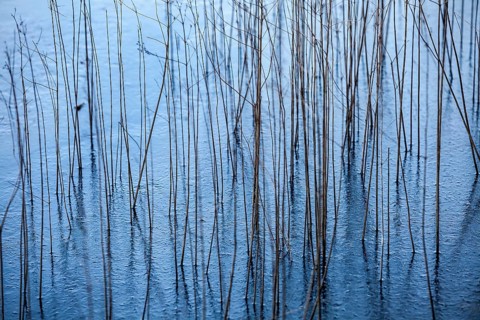 Blades of grass in a frozen lake, structures of the water surface