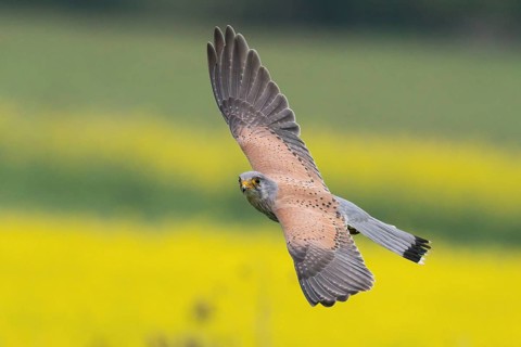 A Common Kestrel (Falco tinnunculus) flies over a flowering rape field Hesse, Germany