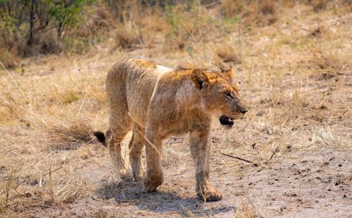 Lion (Panthera leo), young, Moremi Game Reserve, Botswana