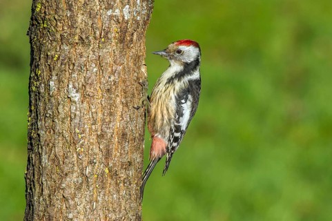 Middle woodpecker (Leiopicus medius, Syn. Dendrocopos medius) Middle-spotted Woodpecker •