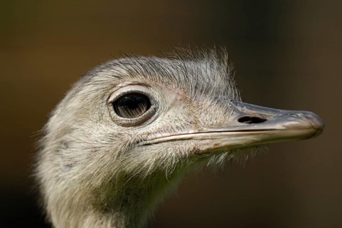 Gewoehnlicher Nandu (Rhea americana), Altvogel, Portrait, August, Heimat: Nordostbrasilien,