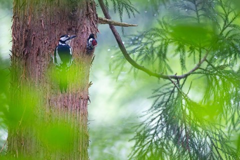 Great spotted woodpecker (Dendrocopos major), almost fledged young bird begging at the entrance