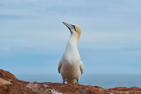 Northern gannet (Morus bassanus) standing on the cliff with the sea in the background, wildlife,