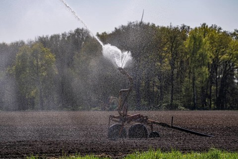 Artificial irrigation of a potato field in April, with a sprinkler system, long drought in spring
