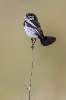 Cock-tailed Tyrant (Alectrurus tricolor) perched on a branch in the Atlantic rainforest of
