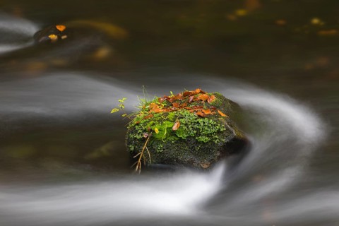 Flowing water with ferns and rocks in the Edmunds Gorge in autumn. River Kamnitz, Hrensko, Ustecky