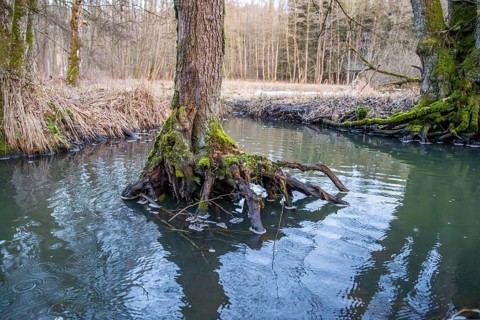 Winterladscape of a swamp with water and trees, Lengenbach, Deining, Upper Palatinate, Bavaria,