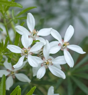 Starleaf (Choisya × dewitteana SCENTED GEM), An den Dorfwiesen 9, Germany