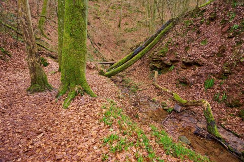 Small stream between trees in an autumnal forest with lots of leaves, Seltenbach Gorge, Klingenberg
