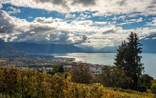 A scenic autumn view overlooking Lake Leman from a vineyard, featuring dramatic clouds and the