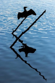 Cormorant (Phalacrocorax carbo) drying its wings at Schlachtensee, Zehlendorf, Berlin, Germany
