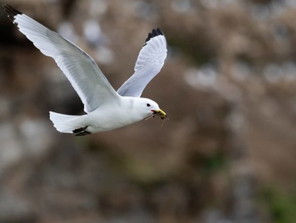 Black-legged kittiwake (Rissa tridactyla), adult bird in flight with nesting material in bill, May,