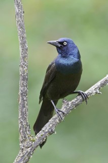 Common Grackle (Quiscalus quiscula), Ontario, Canada